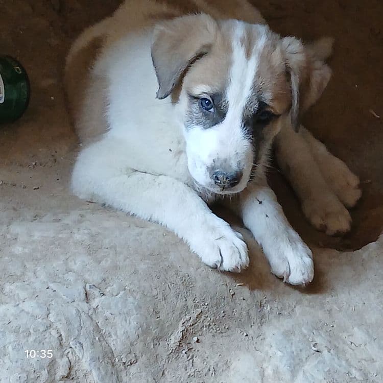 Щенок алабай девочка