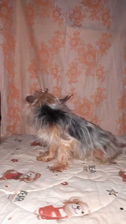 Продаётся мини Йорк девочка — 3