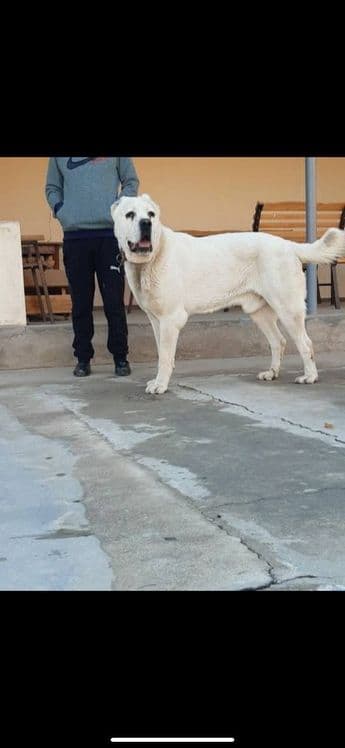 Alabay (toza Alabay) 1 yoshda — 1