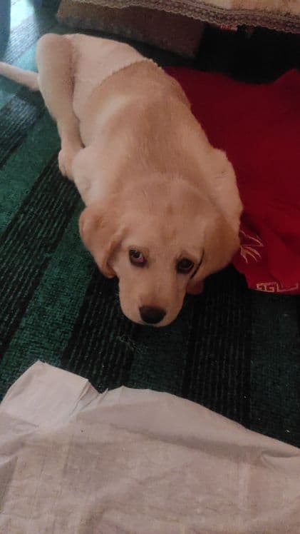 Лабрадор Ретвилер — 2
