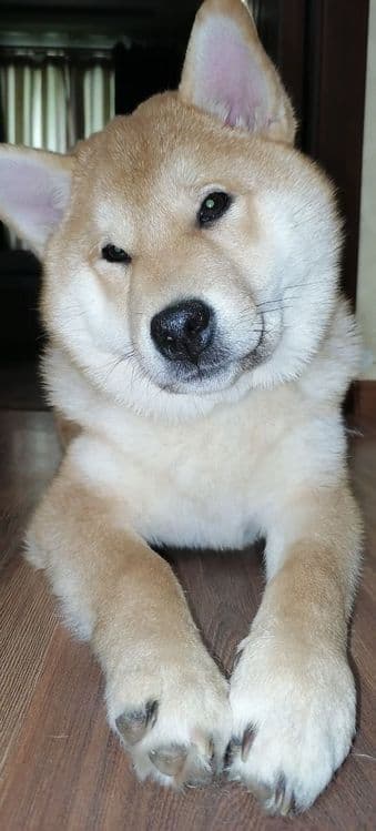 Продаются щенки Сибо-ино "Shiba-ino"