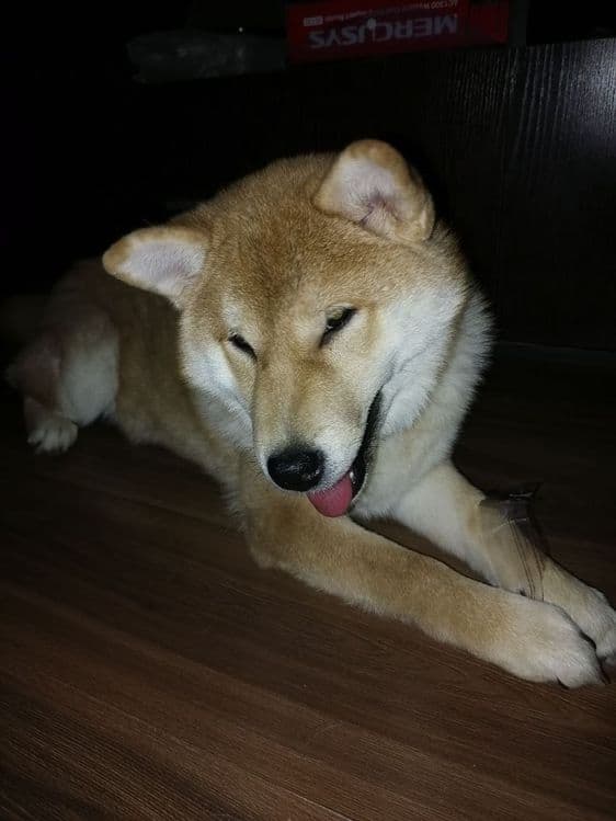 Продаются щенки Сибо-ино "Shiba-ino" — 2
