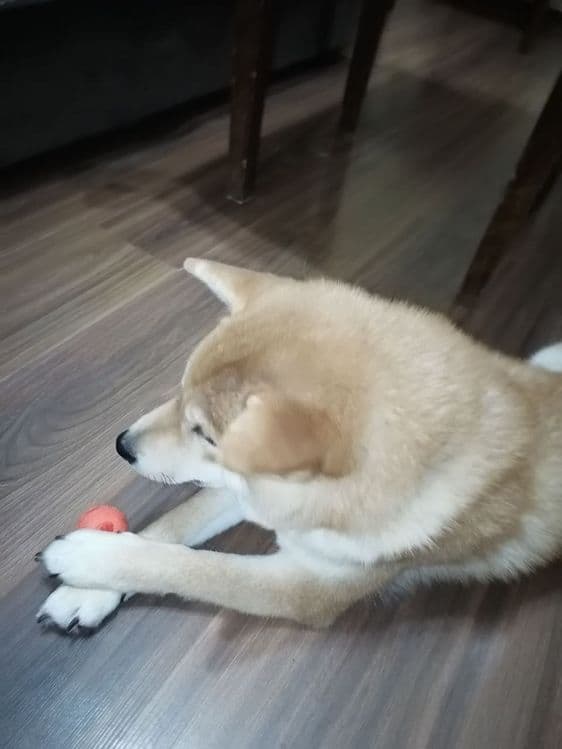 Продаются щенки Сибо-ино "Shiba-ino" — 3
