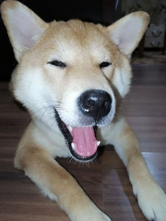 Продаются щенки Сибо-ино "Shiba-ino" — 4