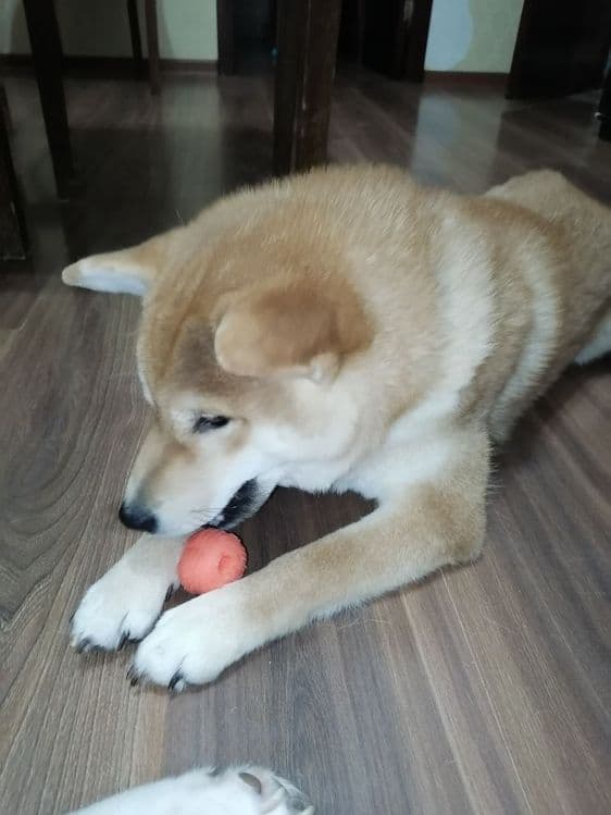 Продаются щенки Сибо-ино "Shiba-ino" — 5