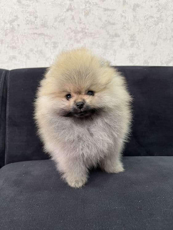 Продается померанский шпиц — 3