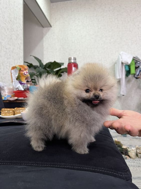 Продается померанский шпиц — 5