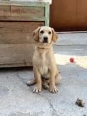 Labrador Retriver