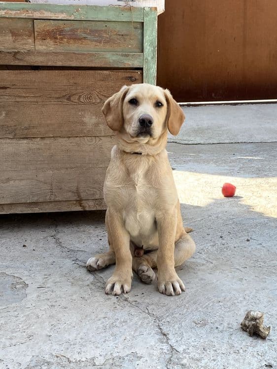 Labrador Retriver