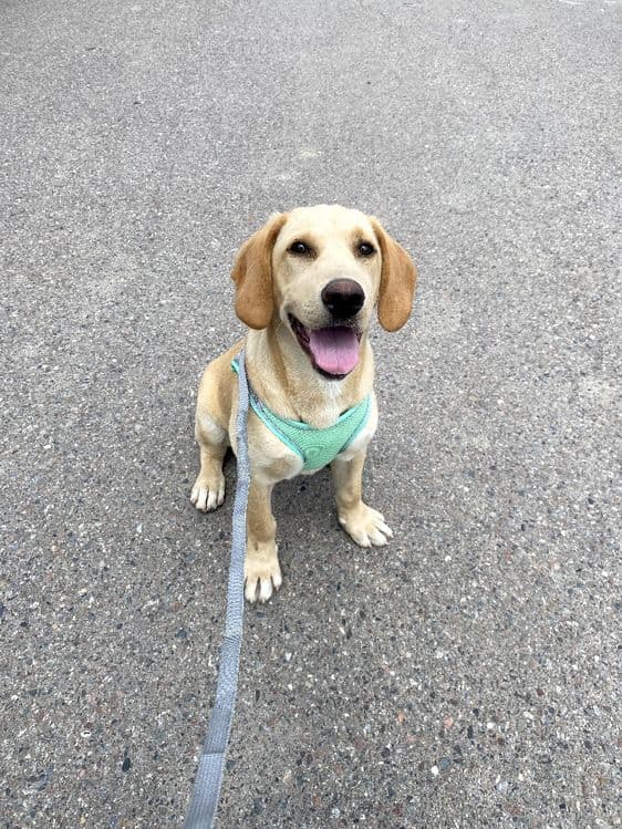 Labrador Retriver — 2