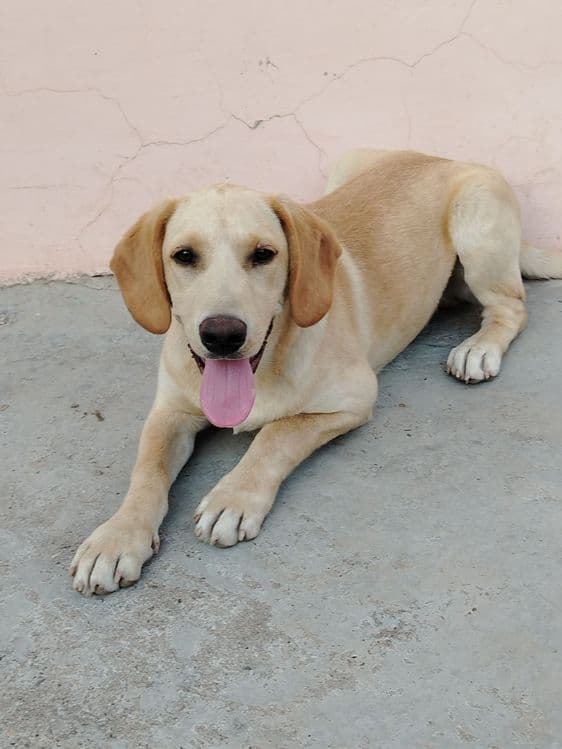 Labrador Retriver — 3