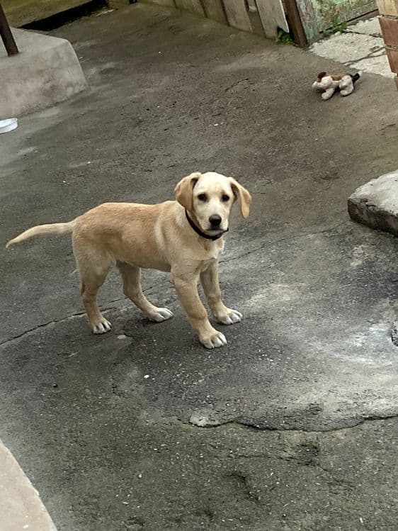 Labrador Retriver — 4