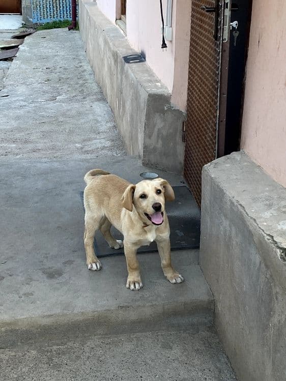 Labrador Retriver — 5