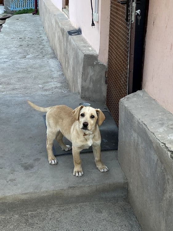 Labrador Retriver — 6