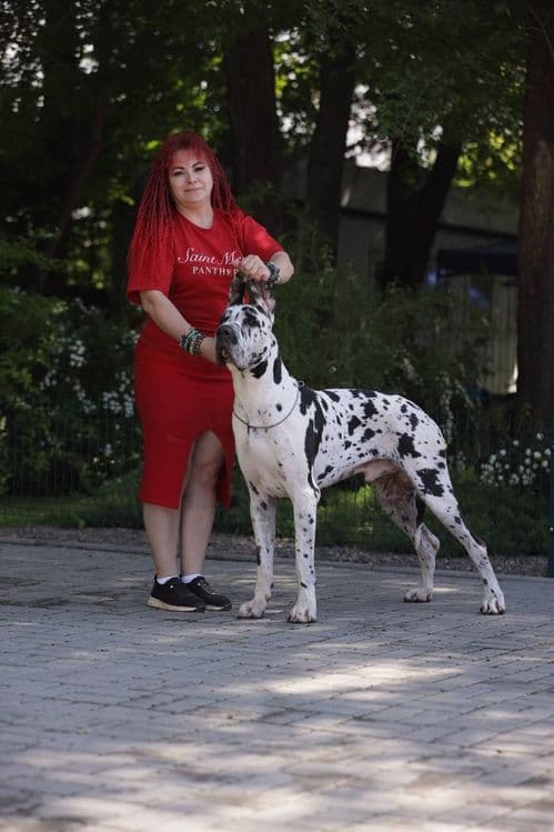 Продаются  супер щенки немецкого дога.. — 8