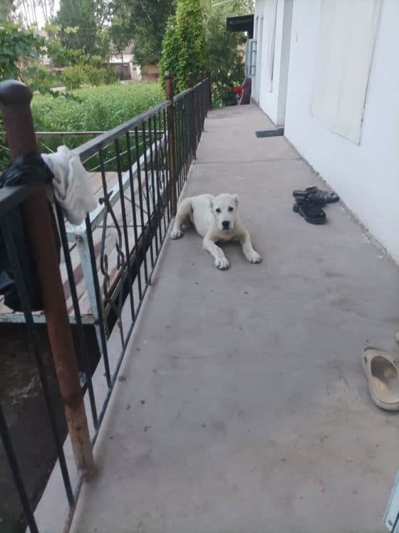 Сотилади Алабай тоза зотли — 3