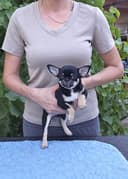 Девочка чихуахуа