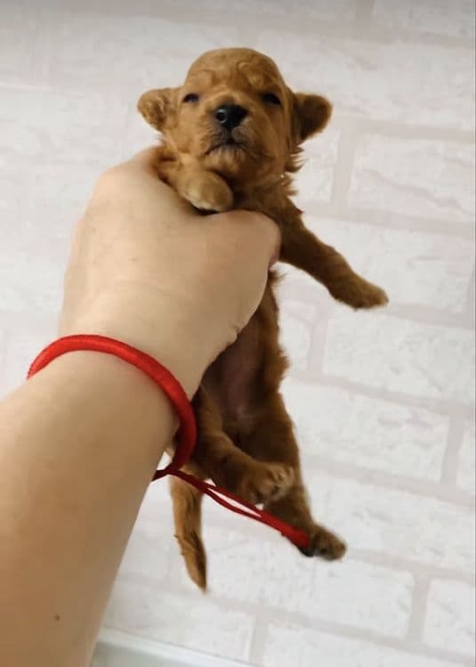 Бронь щенят МАЛЬТИПУ успейте — 2