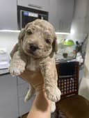 Мальтипу мимимишки плюшевые свои не питомник
