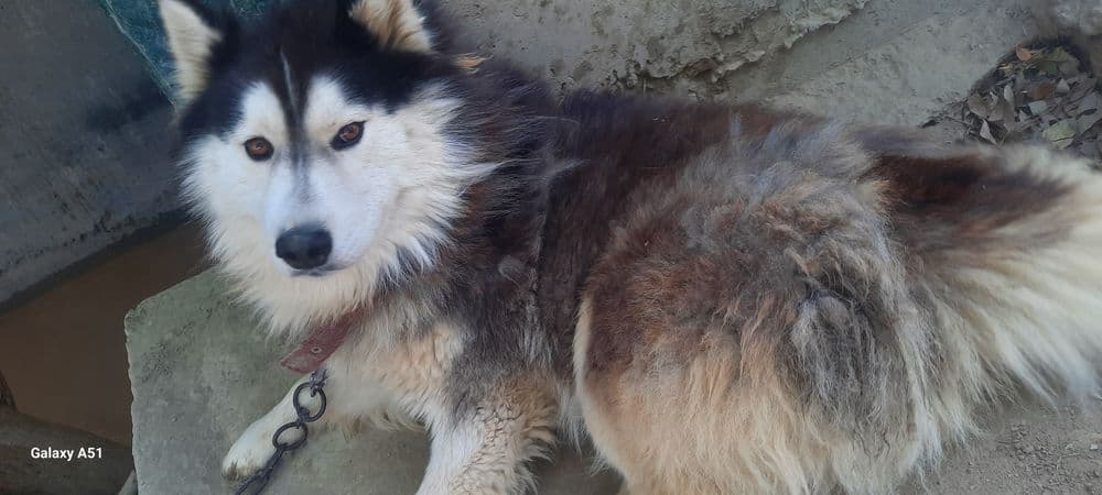 Сибирский хаски чистокровный — 5