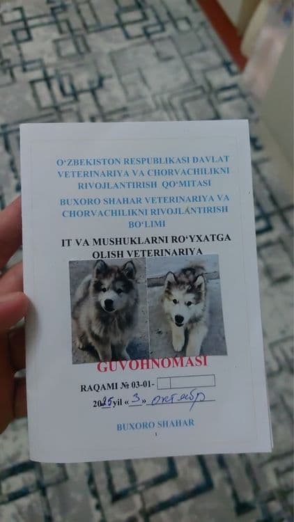 Продаётся собака породы хаски — 3