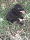 Labrador bolalari