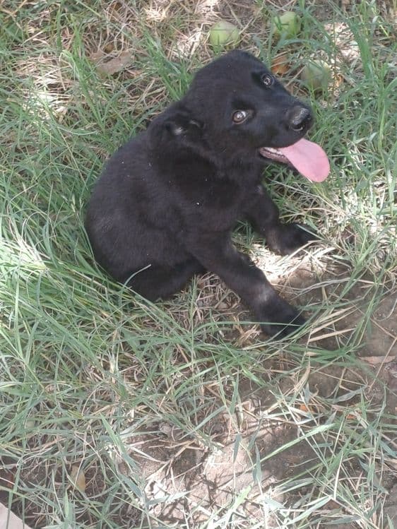 Labrador bolalari