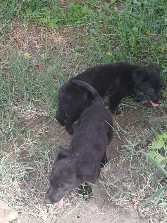 Labrador bolalari — 2