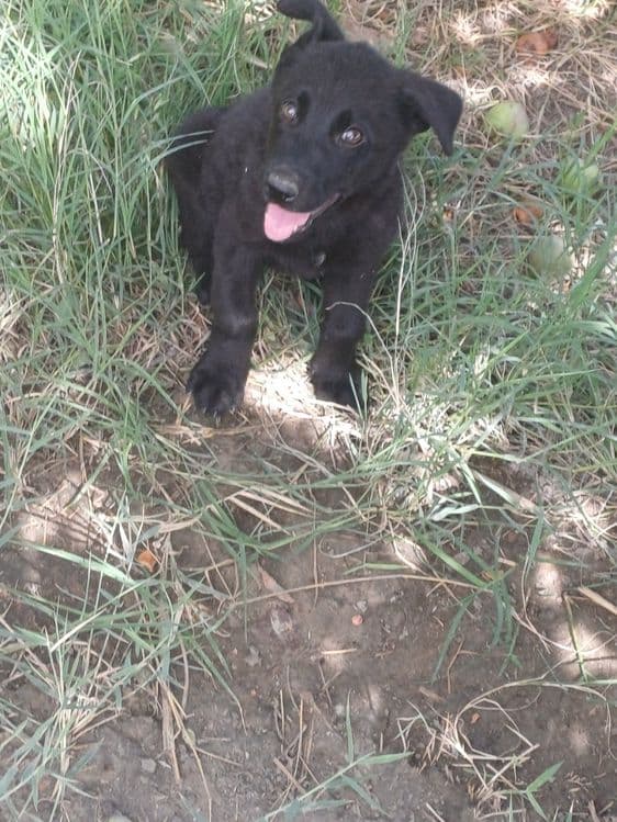 Labrador bolalari — 3