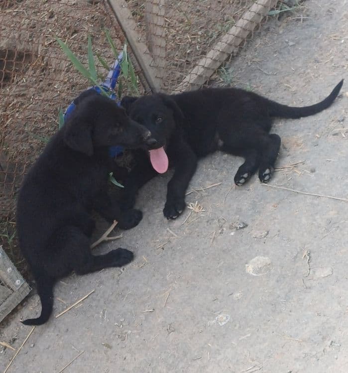 Labrador bolalari — 4