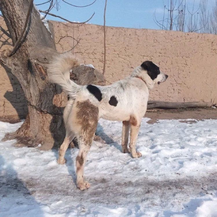 Сотилади пародаси Алабай Болари — 2