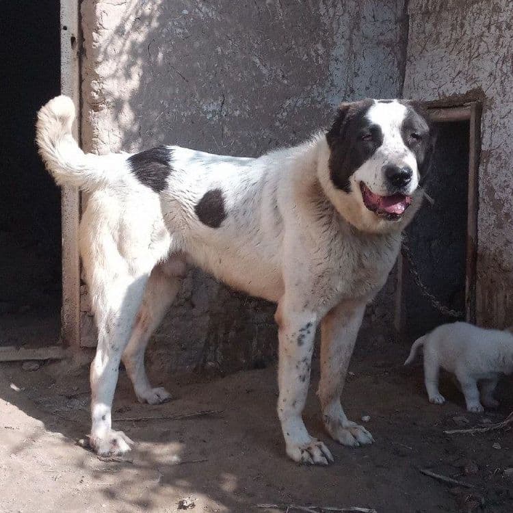 Сотилади пародаси Алабай Болари — 3