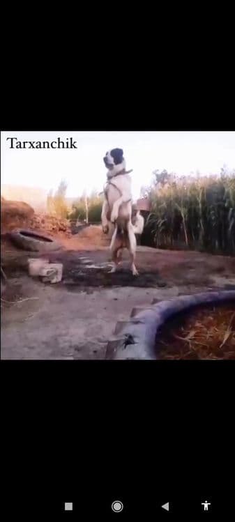 Сотилади пародаси Алабай Болари — 4