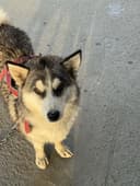 Sotiladi Husky aralash kuchuk