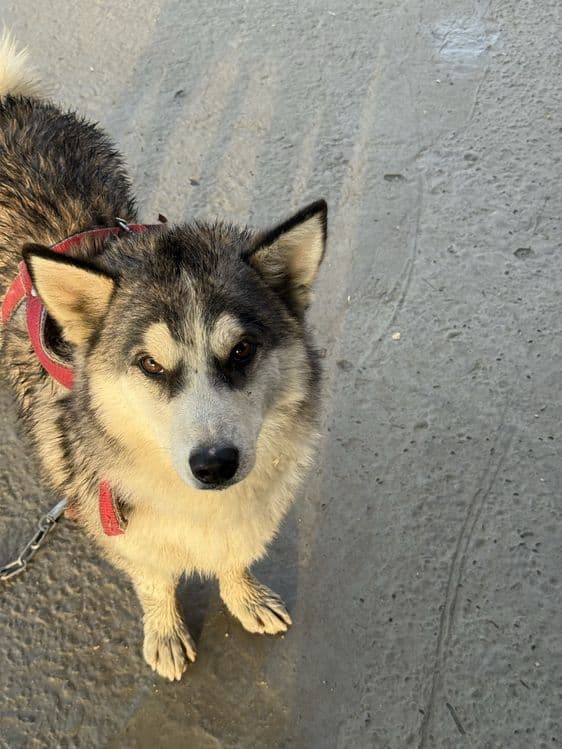 Sotiladi Husky aralash kuchuk