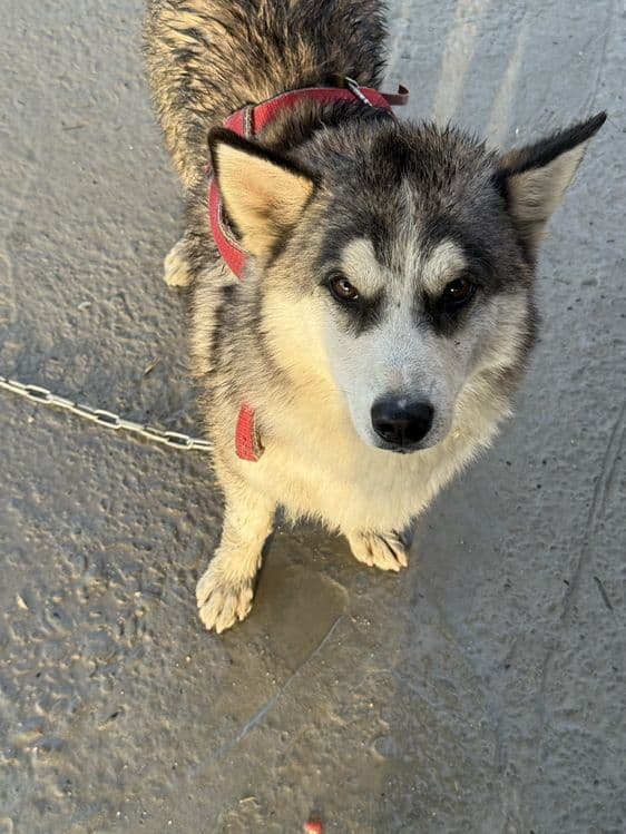 Sotiladi Husky aralash kuchuk — 2