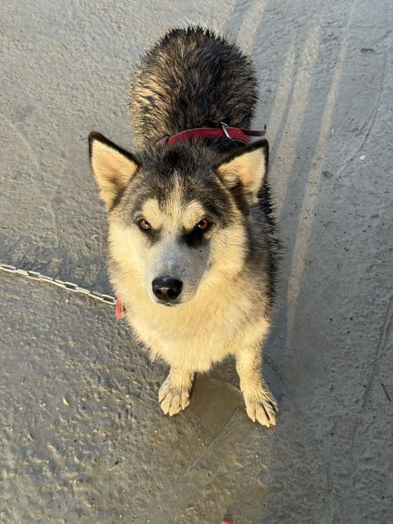 Sotiladi Husky aralash kuchuk — 3