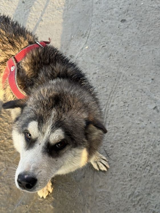 Sotiladi Husky aralash kuchuk — 4