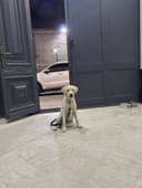 Sobaka poroda Labrador. Juda aqilli kuchuk. 5 oylik. Ota onasi klubniy
