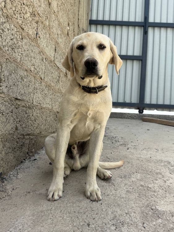 Sobaka poroda Labrador. Juda aqilli kuchuk. 5 oylik. Ota onasi klubniy — 2