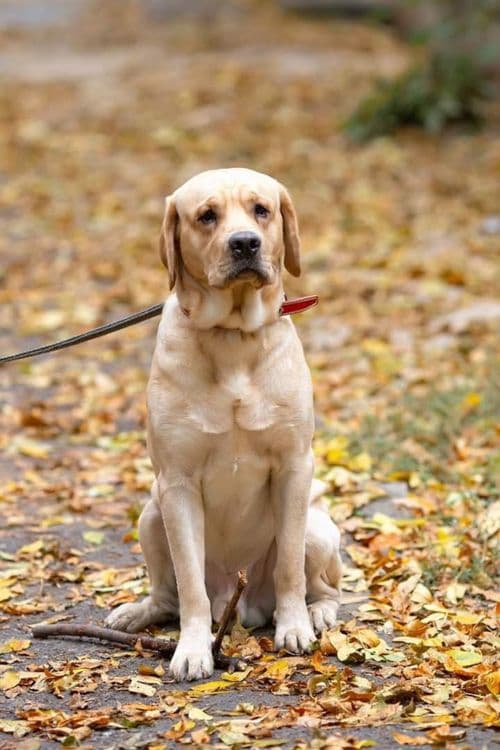 Sobaka poroda Labrador. Juda aqilli kuchuk. 5 oylik. Ota onasi klubniy — 3