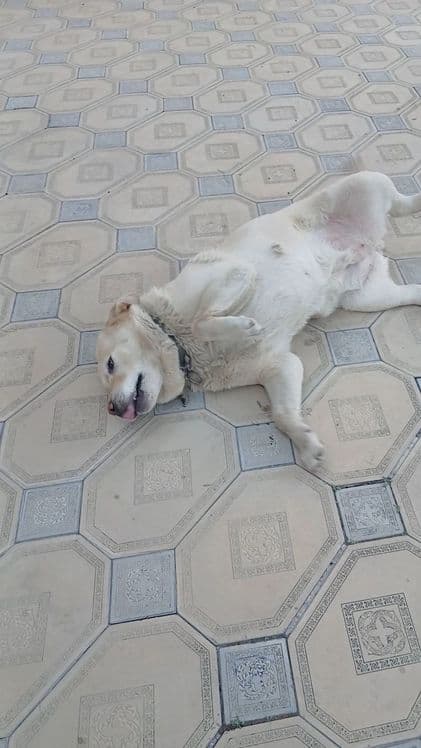 Чистокровная Собака Лабрадор — 3