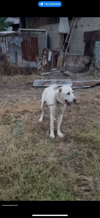 Алабай срочно продаётся — 3