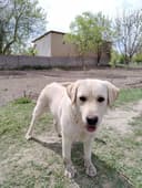 Labrador retriver