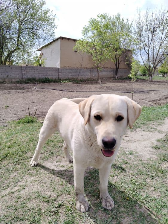 Labrador retriver — 1