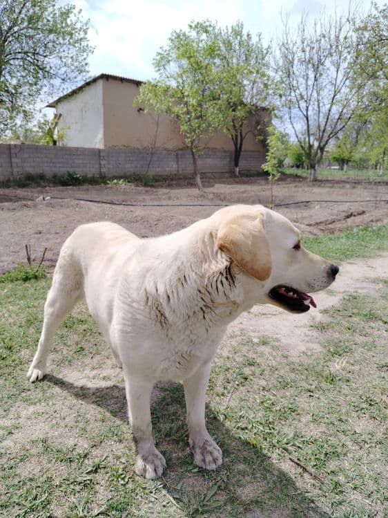 Labrador retriver — 2