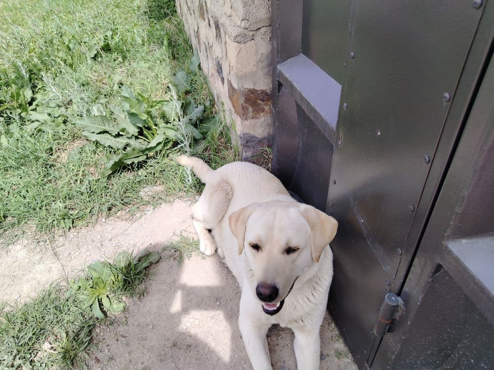Labrador retriver — 3