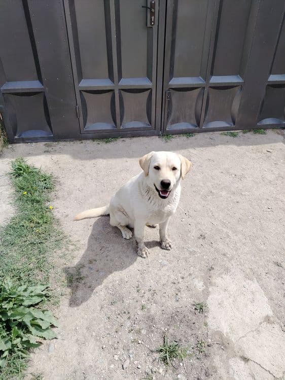 Labrador retriver — 4