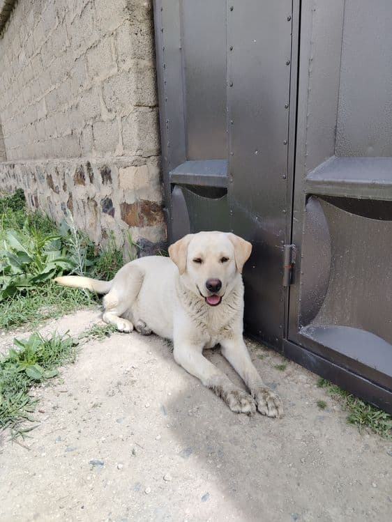 Labrador retriver — 5