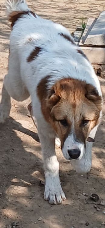 Алабой кучик сотилади